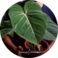 Tumbuh di Beranda