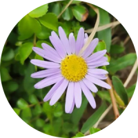 Salisa Salsa Takbila