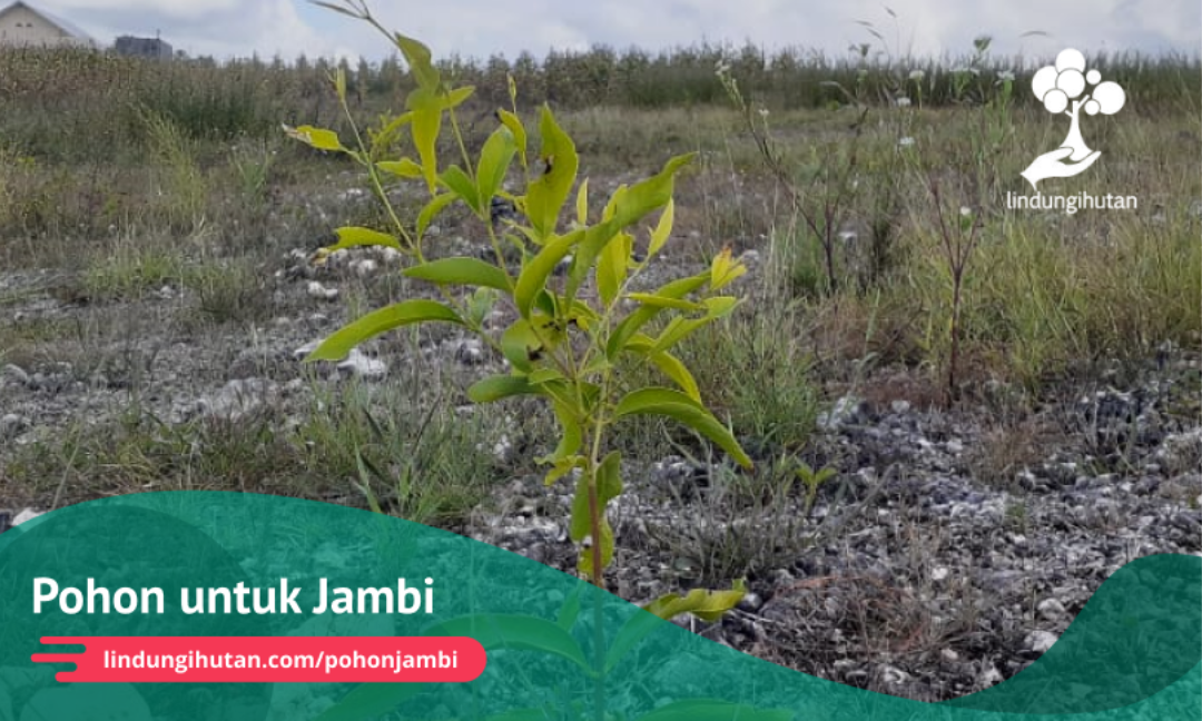 Gambar Kampanye
