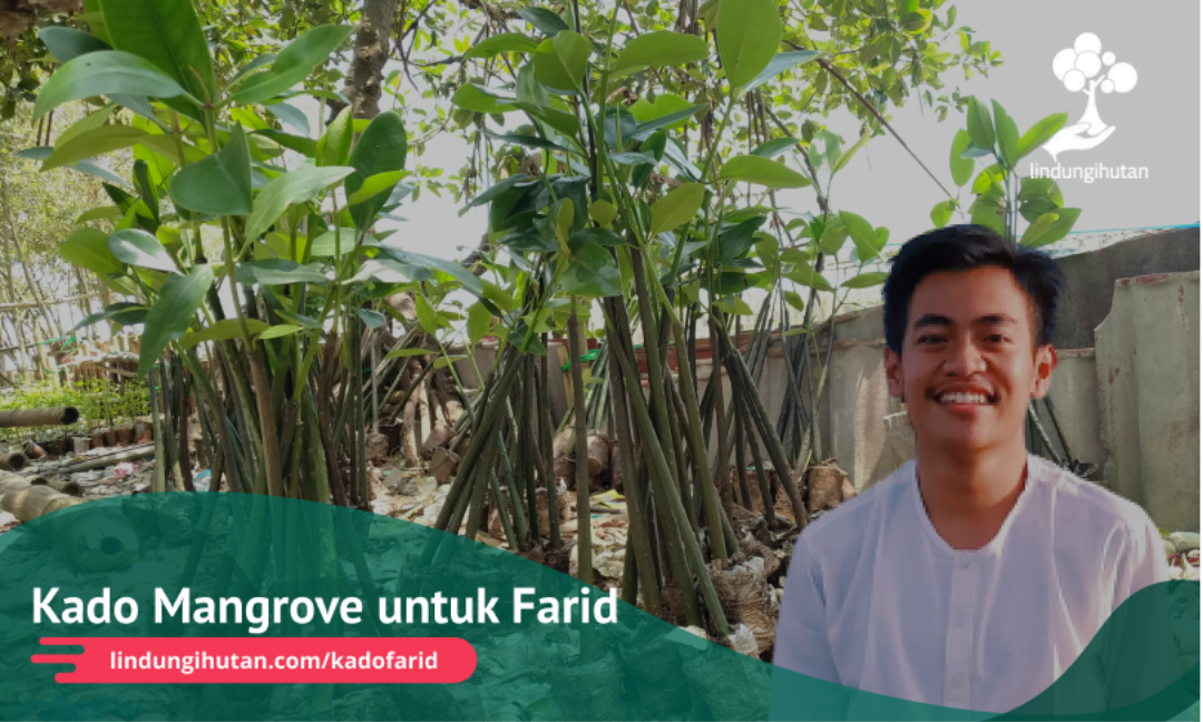 Kado Mangrove untuk Farid}
