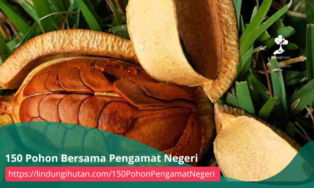 Gambar Kampanye