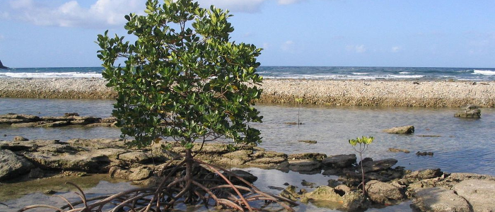 Gambar Kampanye