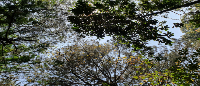 Gambar Kampanye