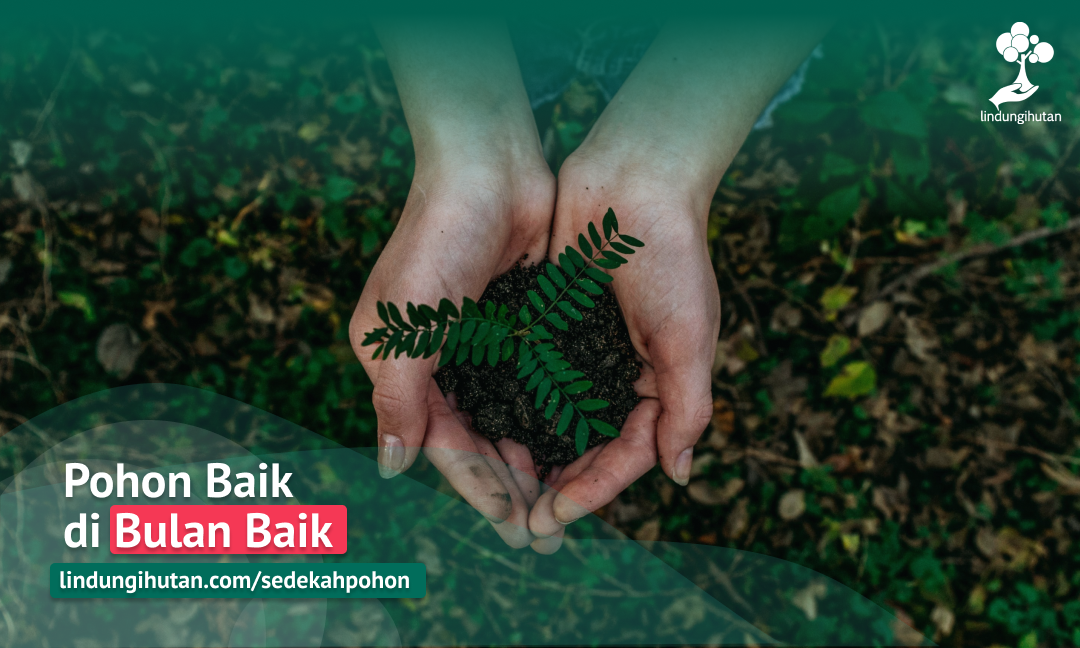 #SedekahPohon Investasi Kebaikan untuk Masa Depan