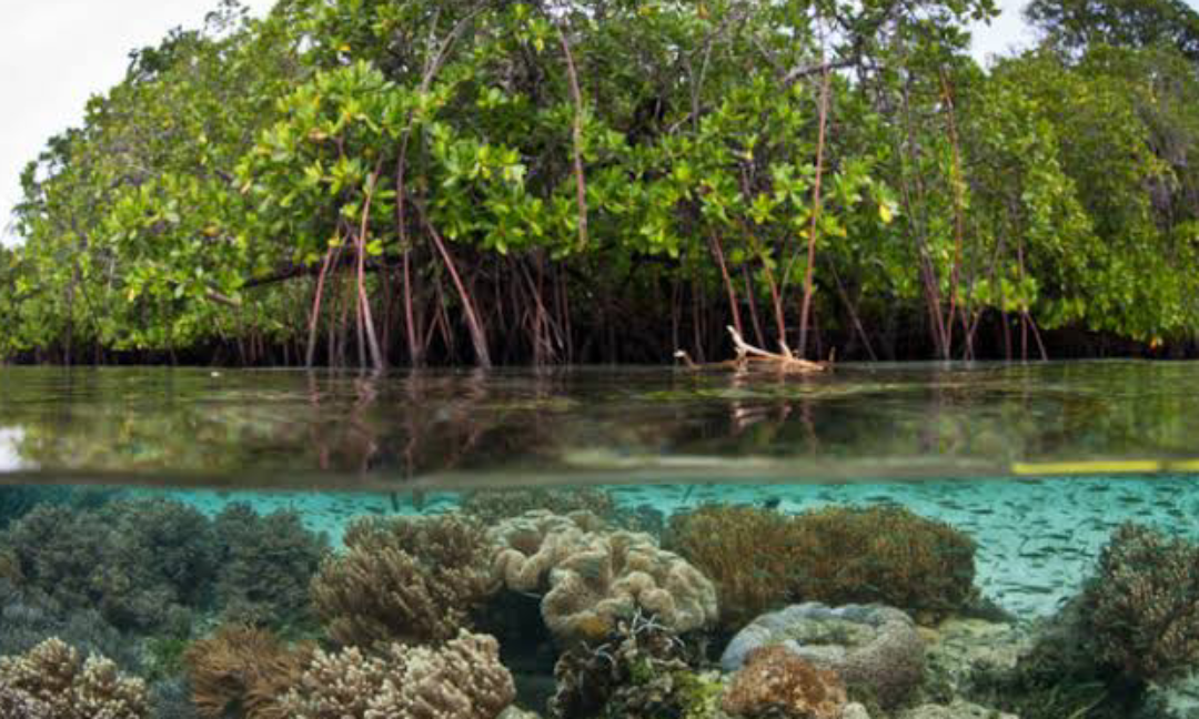 Gambar Kampanye