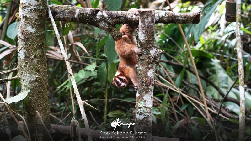 Lestarikan Habitat Kukang