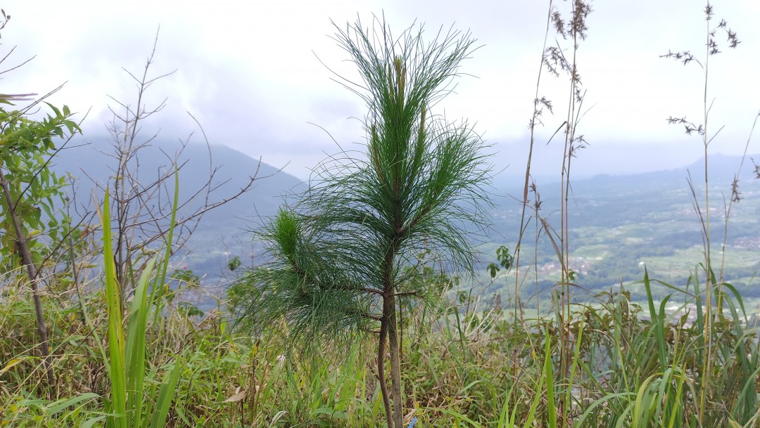 1POHON1KEBAIKAN