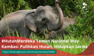 #HutanMerdeka Taman Nasional Way Kambas: Pulihkan Hutan, Hidupkan Satwa