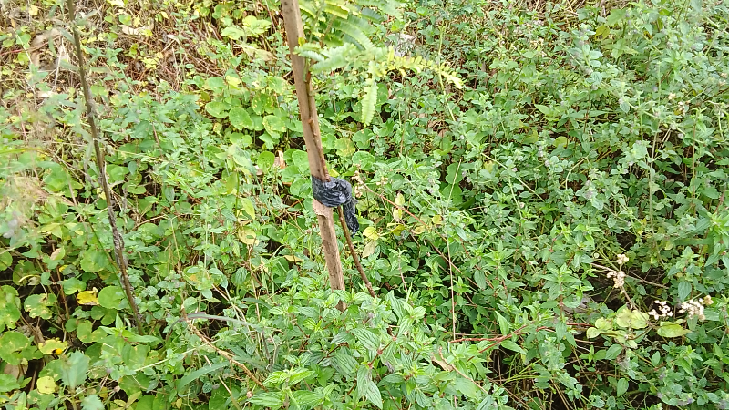 Gambar Monitoring