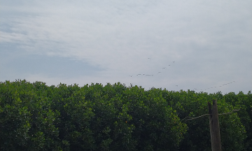 Gambar Monitoring