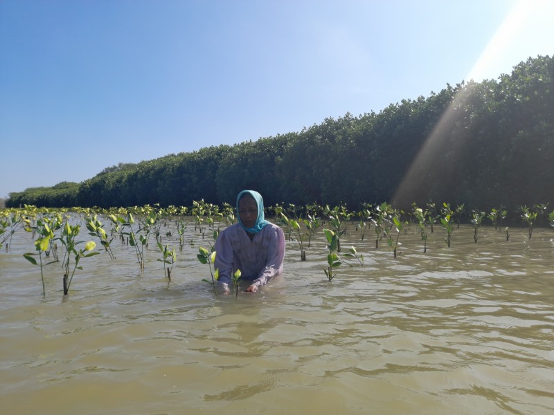 Gambar Monitoring