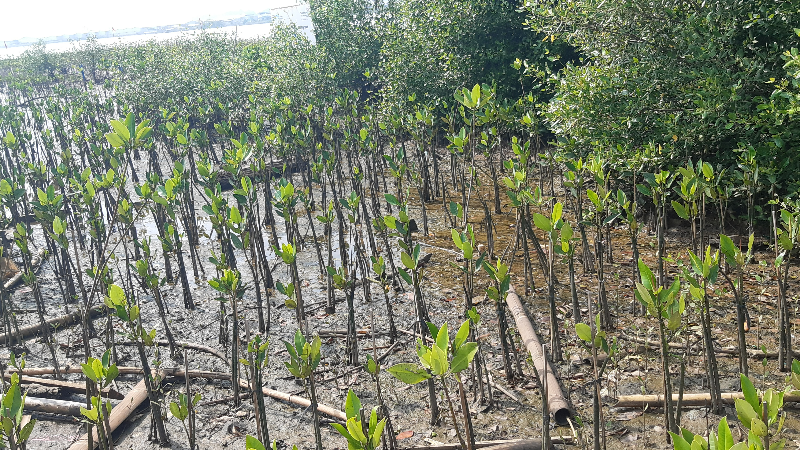 Gambar Monitoring