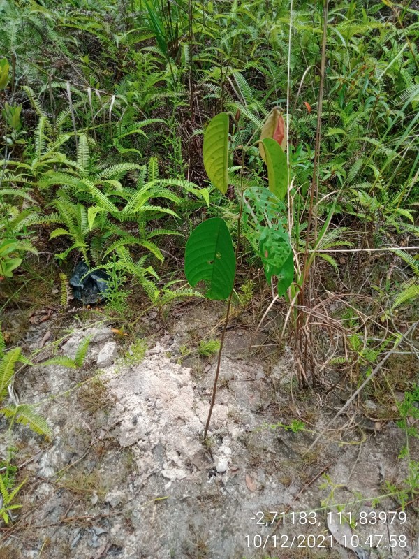 Gambar Monitoring