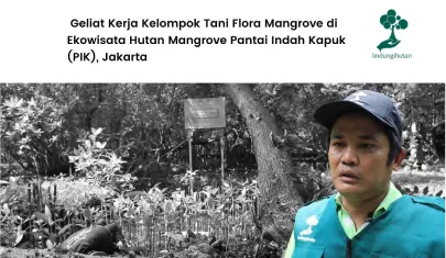 Kisah Kelompok Tani Flora Mangrove Hijaukan Jakarta