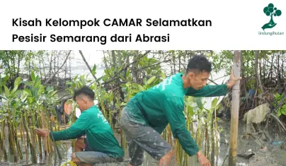 Kelompok Camar Selamatkan Pesisir Semarang dari Abrasi