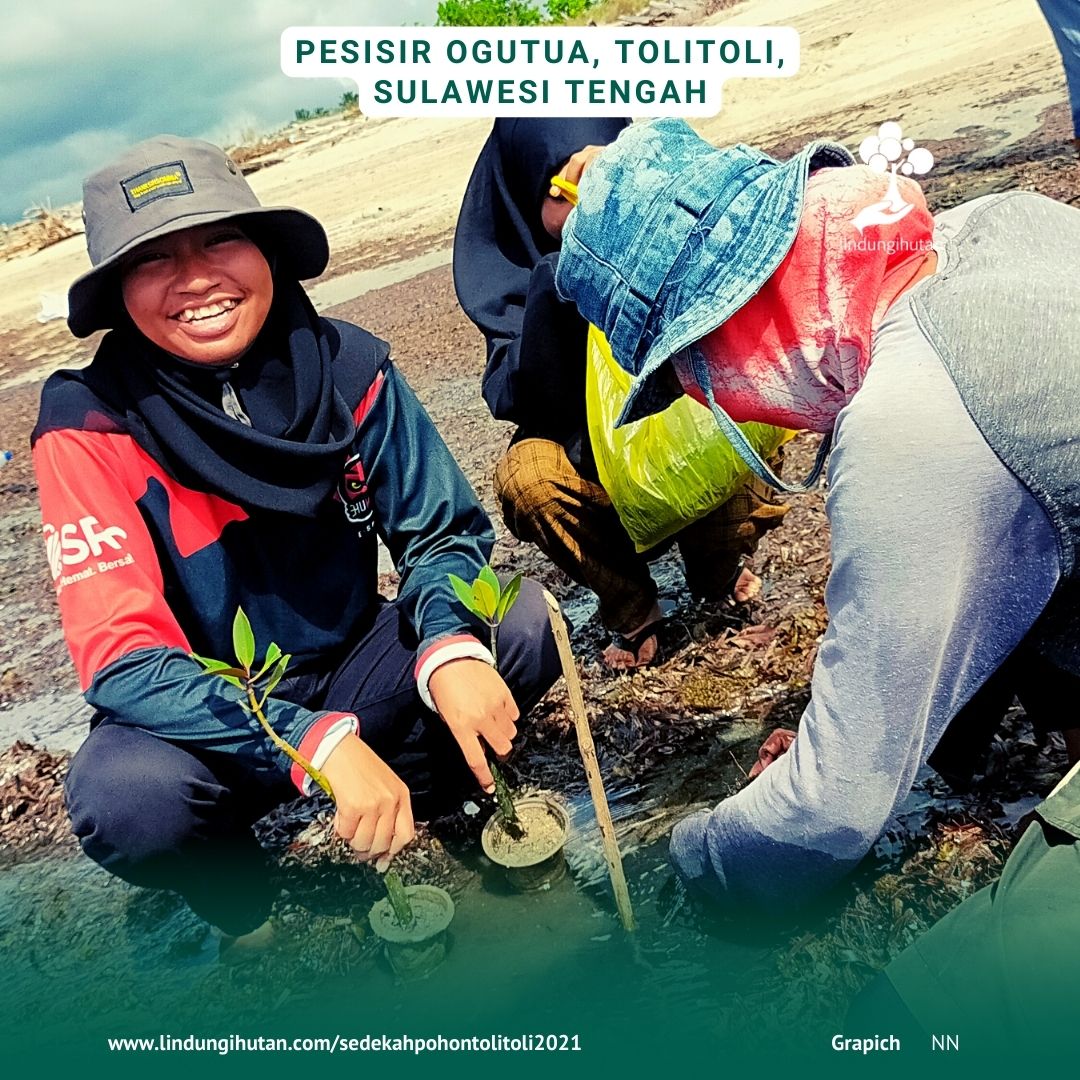 Peserta dan masyarakat sekitar ikut terlibat dalam penanaman pohon mangrove di pesisir Ogutua, ToliToli, Sulawesi Tengah.