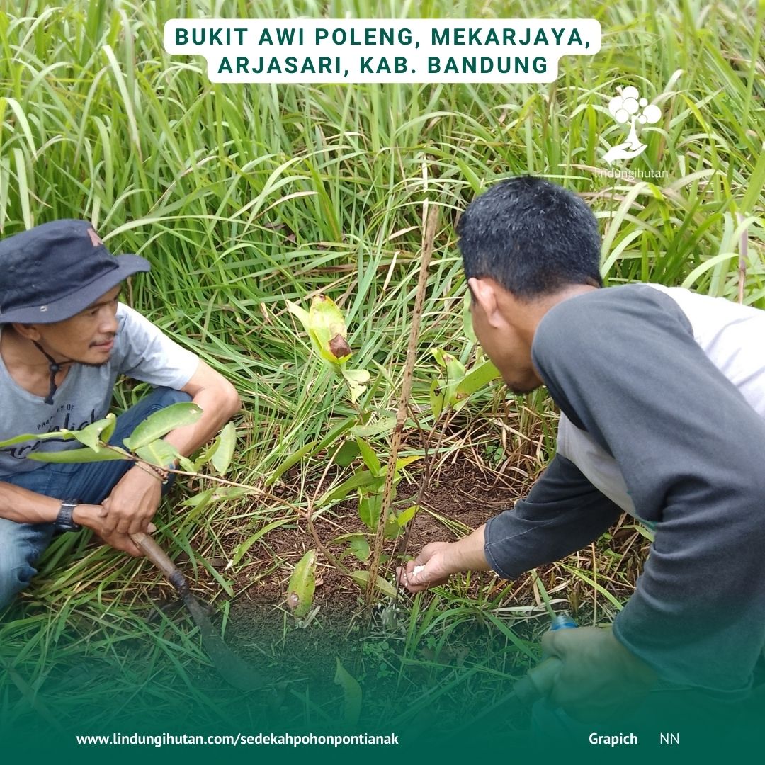 Foto penanaman sedekah pohon bandung tahun 2021 oleh mitra petani LindungiHutan.