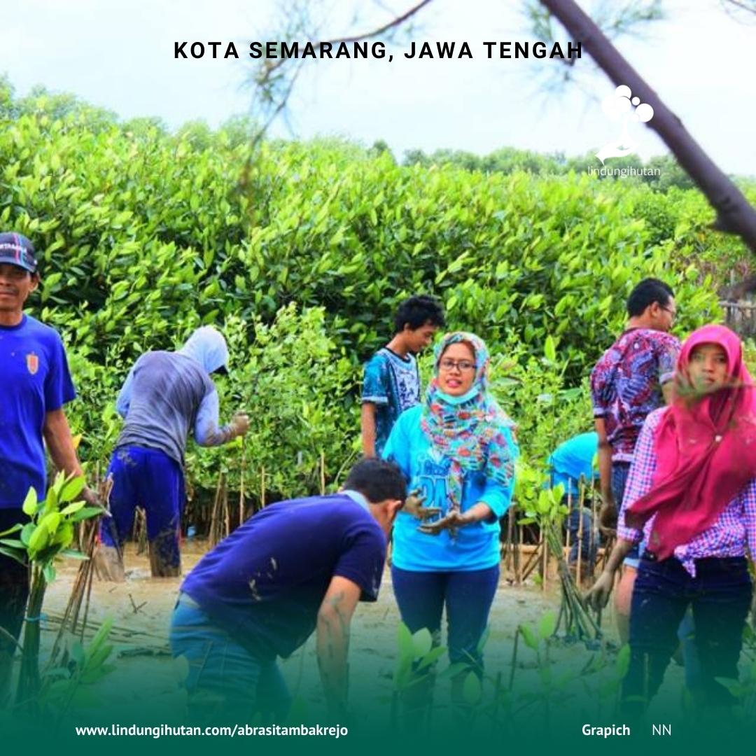 Foto kegiatan penanaman pohon mangrove di pesisir Tambakrejo, Kota Semarang, Jawa Tengah.