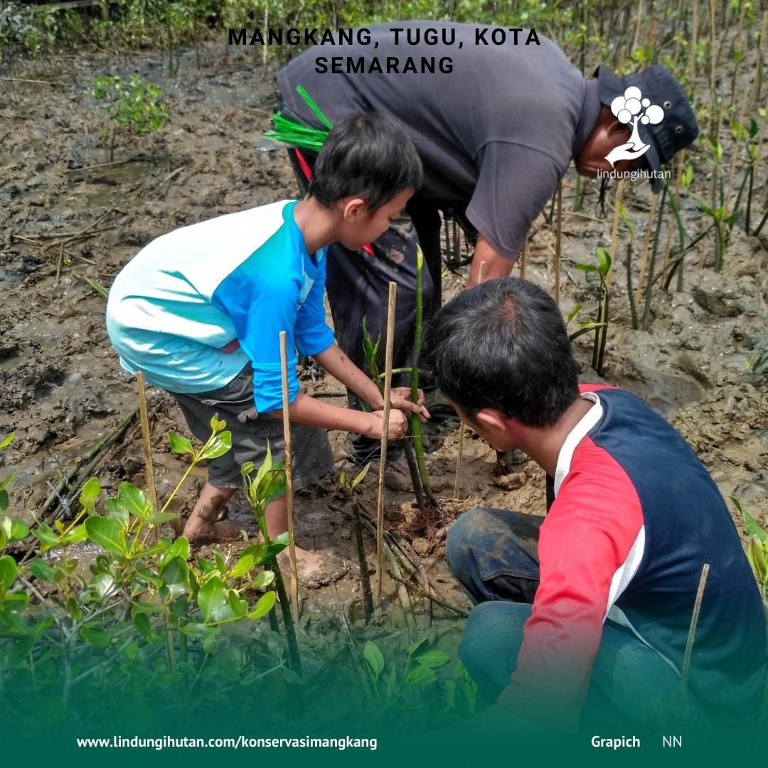 Foto kegiatan penanaman pohon mangrove di pantai mangunharjo kota semarang