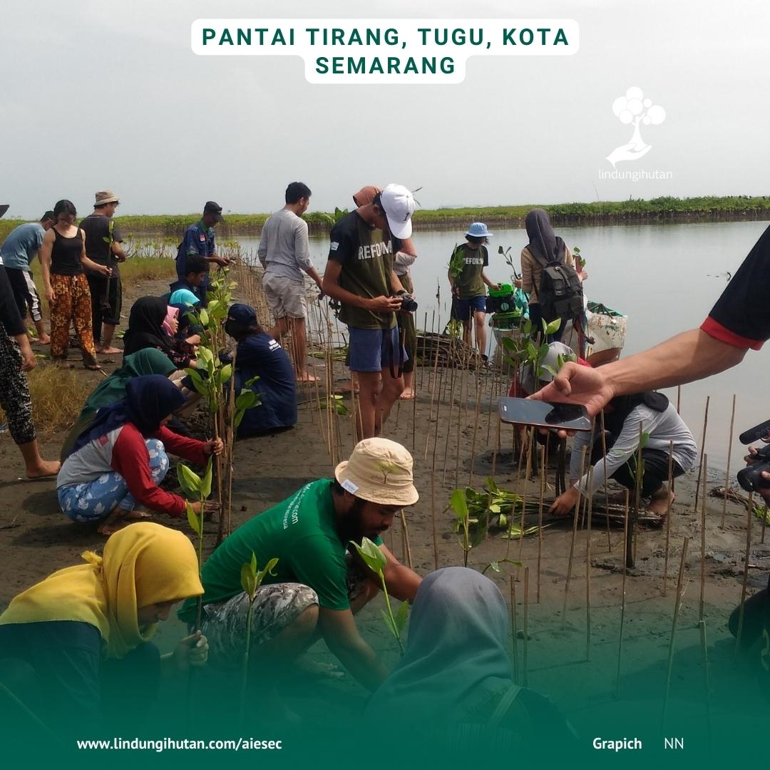 Kegiatan penghijauan kembali pantai tirang bersama AIESEC.