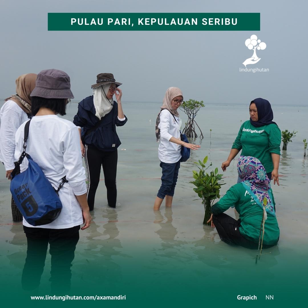 Foto penanaman mangrove di Pulau Pari oleh LindungiHutan untuk mencegah abrasi.