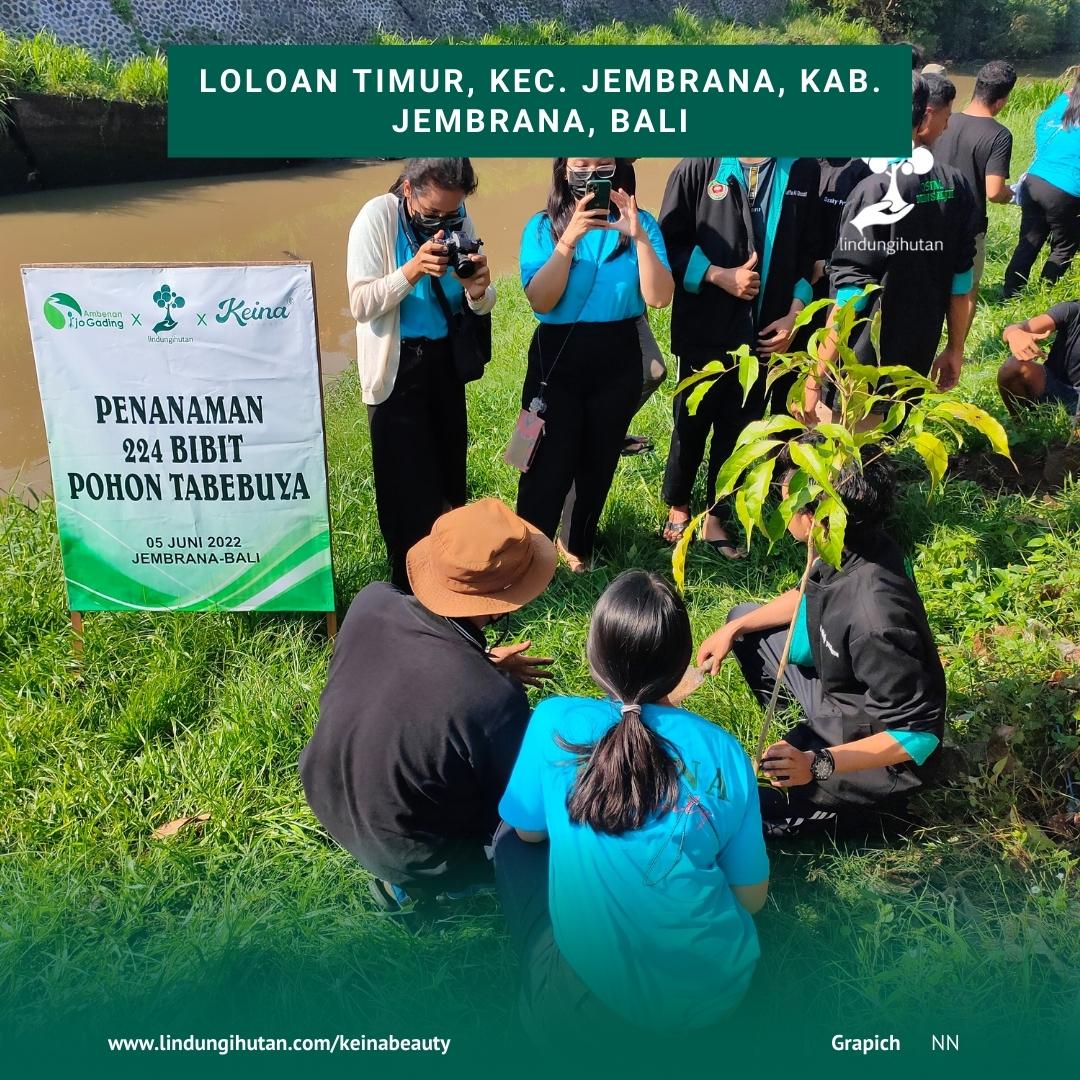 Penanaman pohon tabebuya di Jembrana, Bali oleh LindungiHutan dan Keina Beauty.