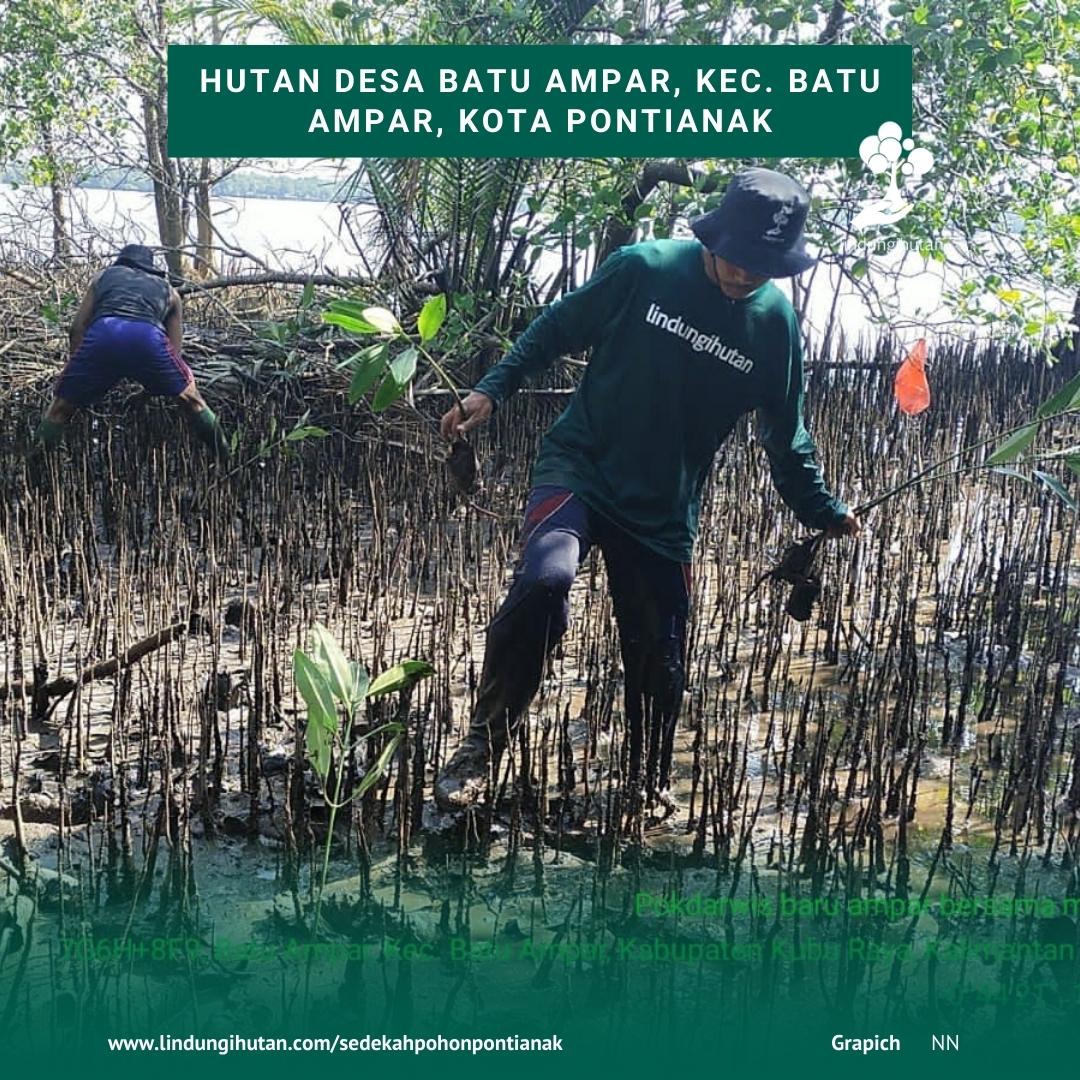 Penanaman pohon mangrove api-api putih di hutan desa Batu Ampar, Batu Ampar, Kota Pontianak dalam rangka Sedekah Pohon.
