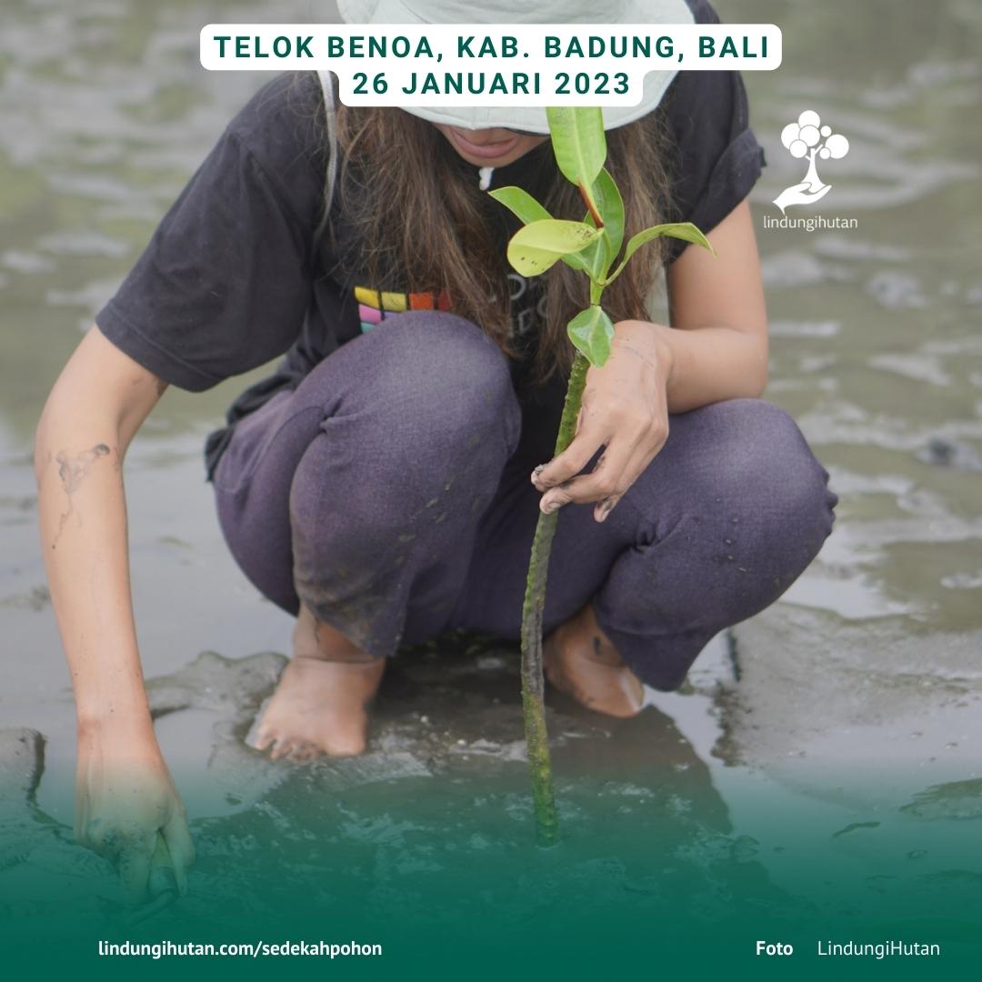 foto kegiatan penanaman mangrove di bali.