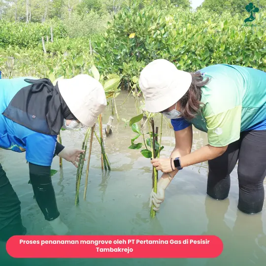 Aksi penyelamatan Pesisir Tambakrejo oleh Pertamina Gas