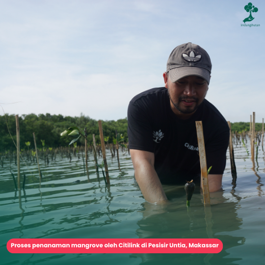 Citilink menanam mangrove