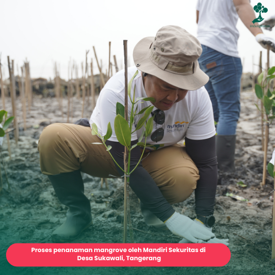 Penanaman mangrove Mandiri Sekuritas