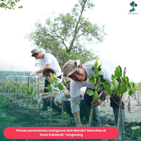 Program CSR penanaman mangrove