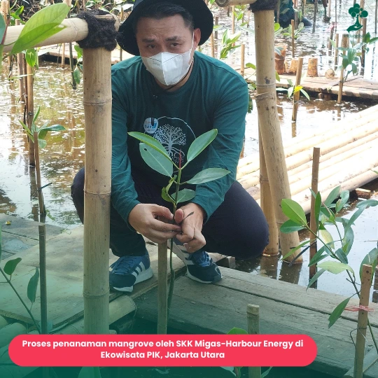 Penanaman mangrove SKK Migas-Harbour Energy
