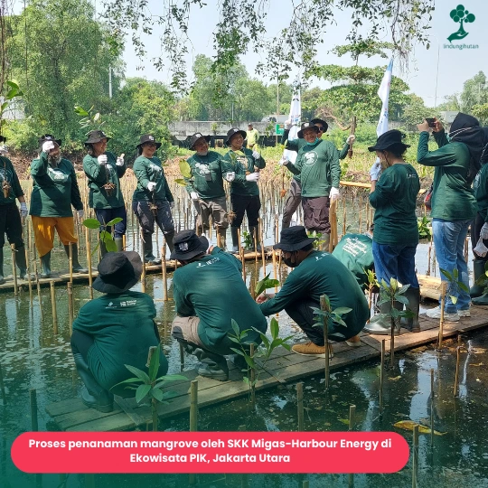 Kawasan ekowisata mangrove PIK Foto