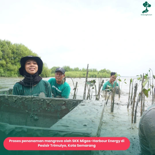 SKK Migas-Harbour Energy menanam mangrove di Pesisir Trimulyo Kota Semarang