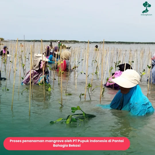 Kawasan mangrove Pantai Bahagia, Muaragembong, Bekasi