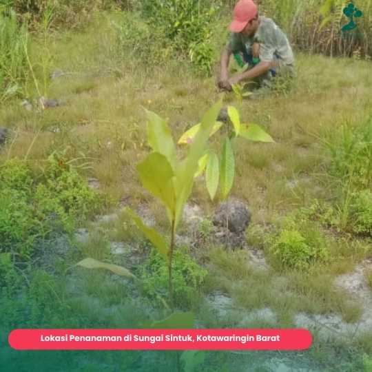 Musim penghijauan Sungai Sintuk Kotawaringin Barat