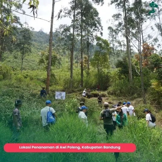 Musim Penghijauan Awi Poleng Kabupaten Bandung