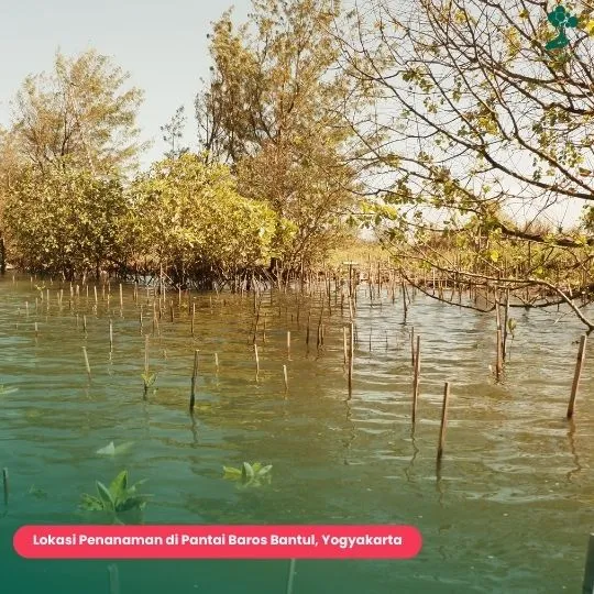 Musim Penghijauan Pantai Baros Bantul