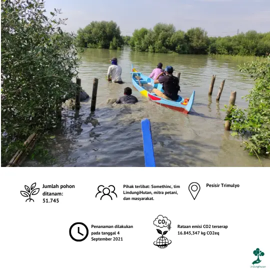 Data penanaman mangrove somethinc
