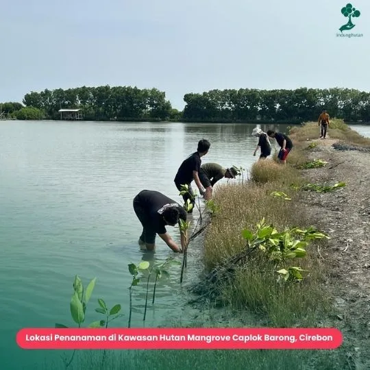 Wisata mangrove caplok barong ambulu