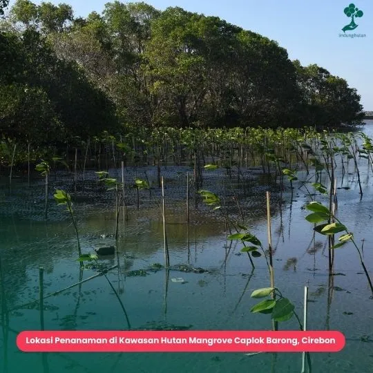 Musim Penghijauan Teluk Benoa Bali