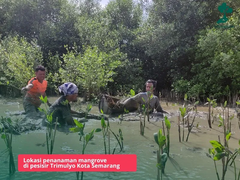 Penanaman mangrove Trimulyo Genuk Semarang