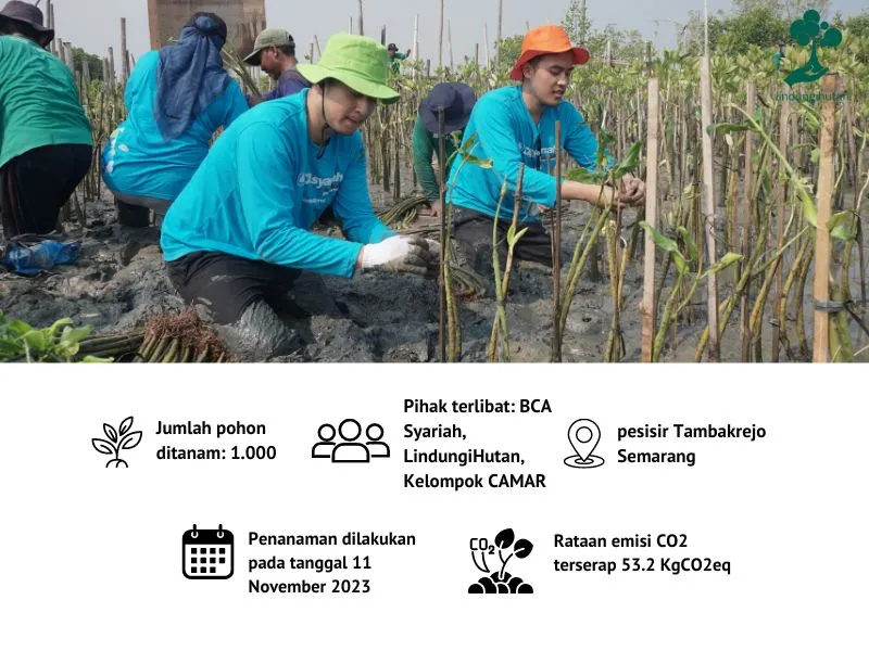 Penanaman mangrove BCA Syariah