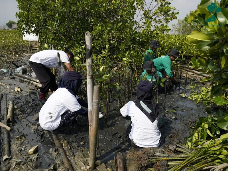 Arkadia works menanam mangrove
