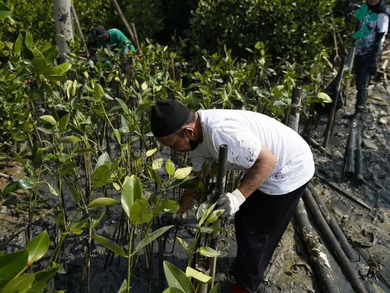Penanaman mangrove Tambakrejo Semarang