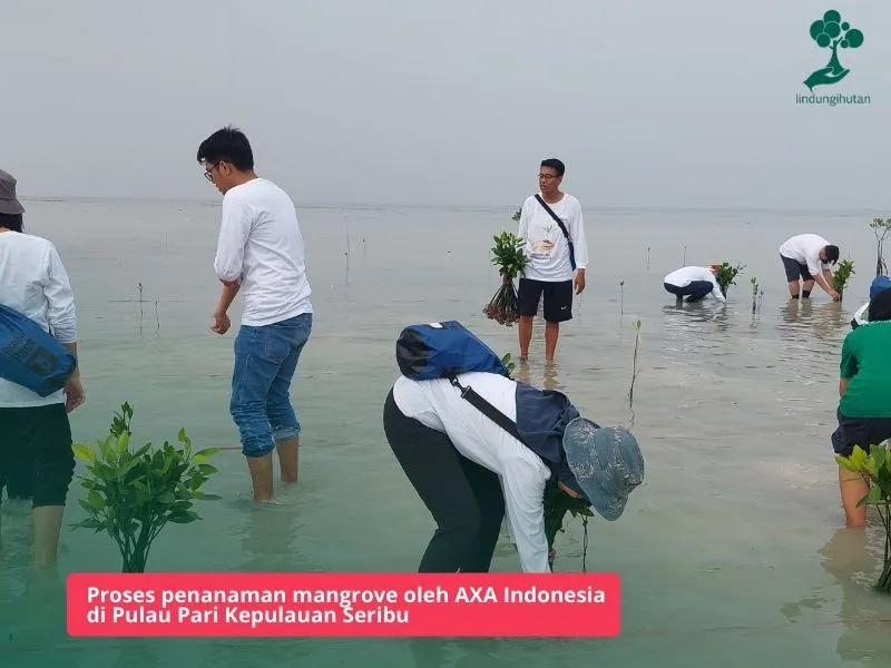 Penanaman mangrove Pulau Pari Kepulauan Seribu