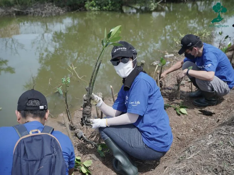Astra Life Asuransi Menanam Mangrove