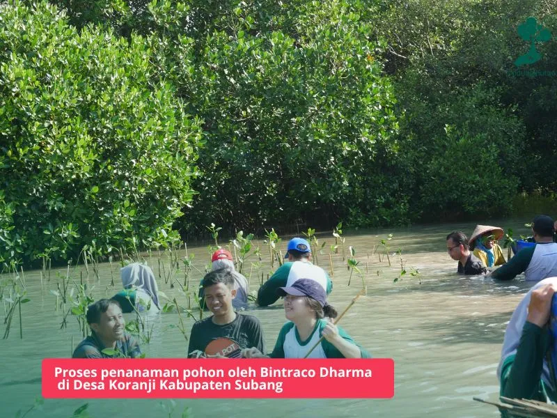 Penanaman mangrove Bintraco Dharma