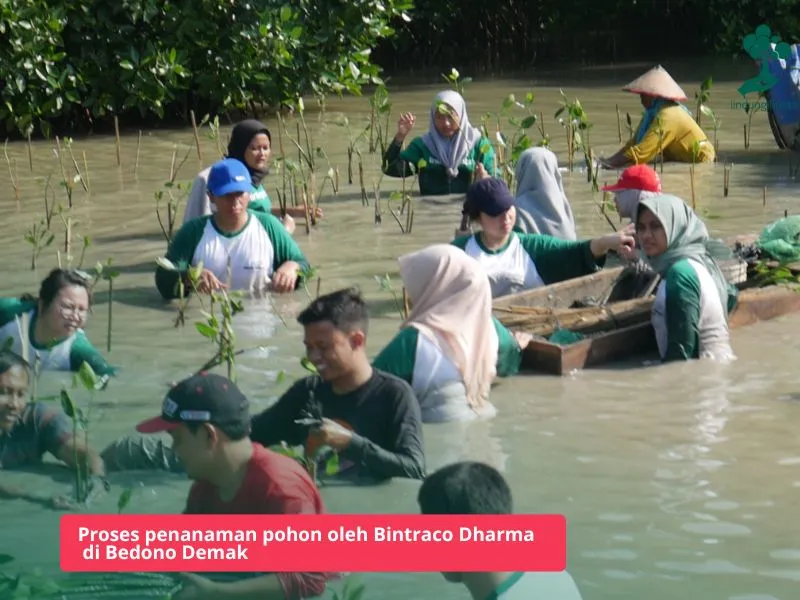 PT Bintraco Dharma Tbk menanam mangrove